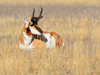 Antelope Hunts