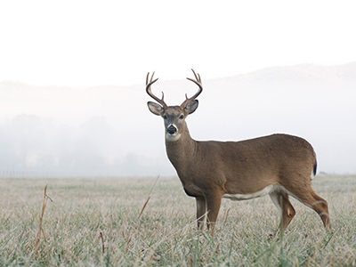 Mule Deer/Whitetail Deer Hunts