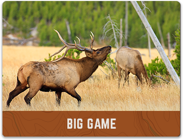 Antelope with his nose in the air as a cover photo for the Big Game gallery of photos