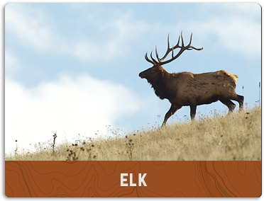 Elk