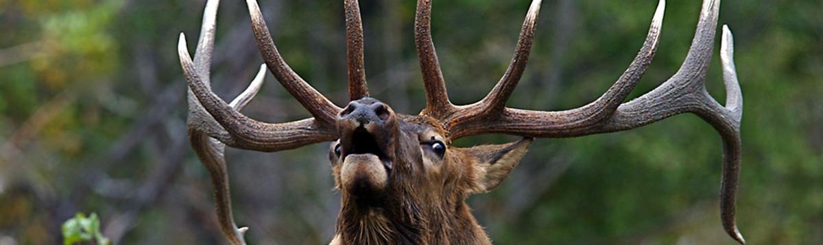 head of an elk with a big rack