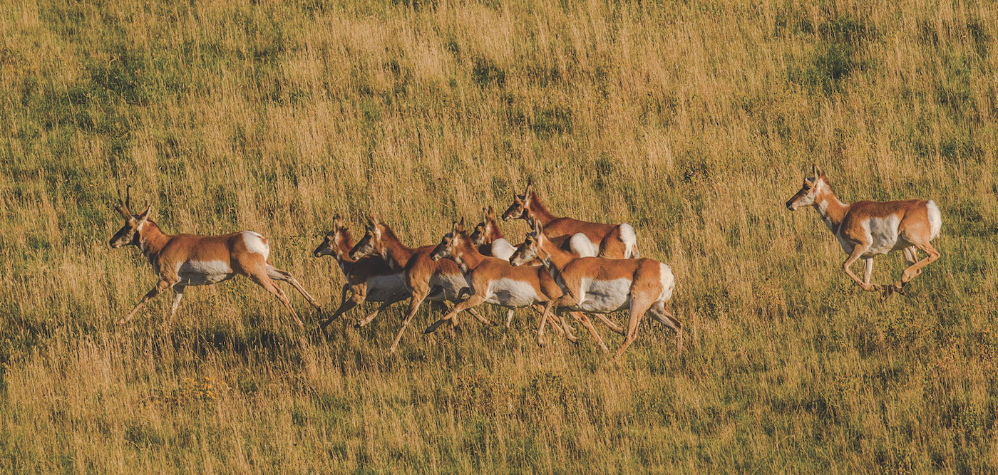 a herd of antelope running across the ranch land at Montana Outfitting Company