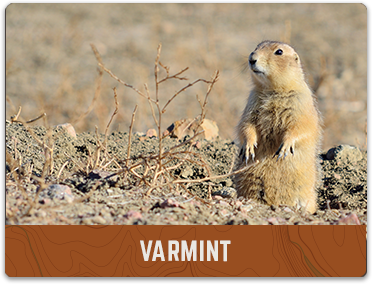 prairie dog Varmint hunting