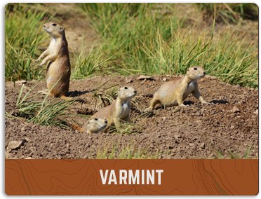 four prairie dogs coming out of there holes on the cover photo for the Varmint gallery