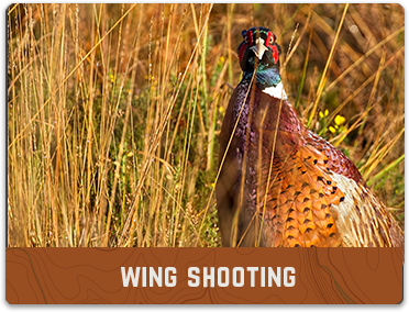 pheasant on the cover of the Wing Shooting gallery